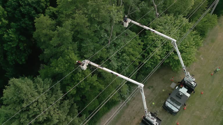 How Our Tree Care Process Works  in  Nutter Fort, WV